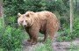 Парк медведей в Венгрии